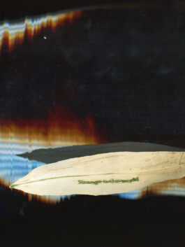 Sandra Hasen&ouml;der