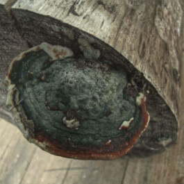 Sandra Hasen&ouml;der